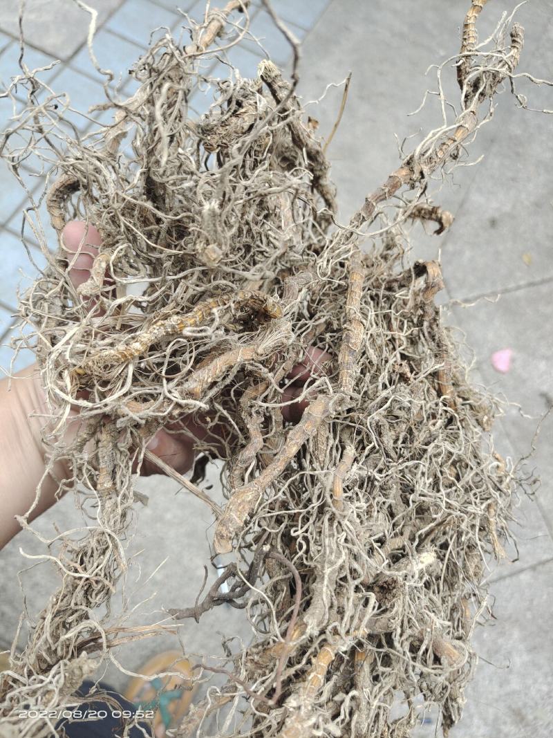 中药材钉地蜈蚣倒地蜈蚣过路蜈蚣货源充足