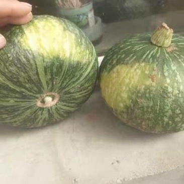 板栗南瓜