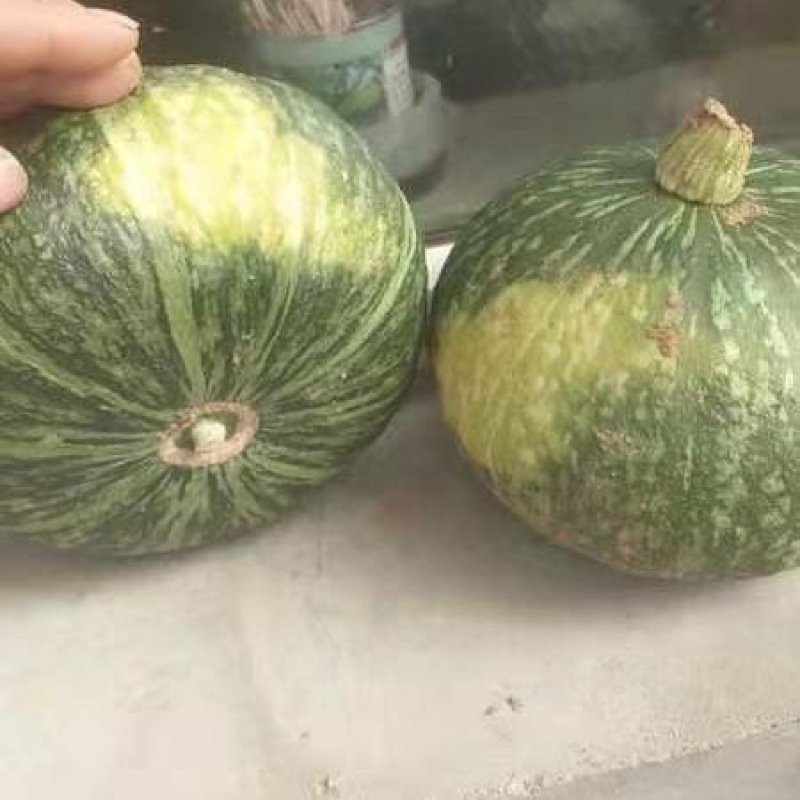 板栗南瓜