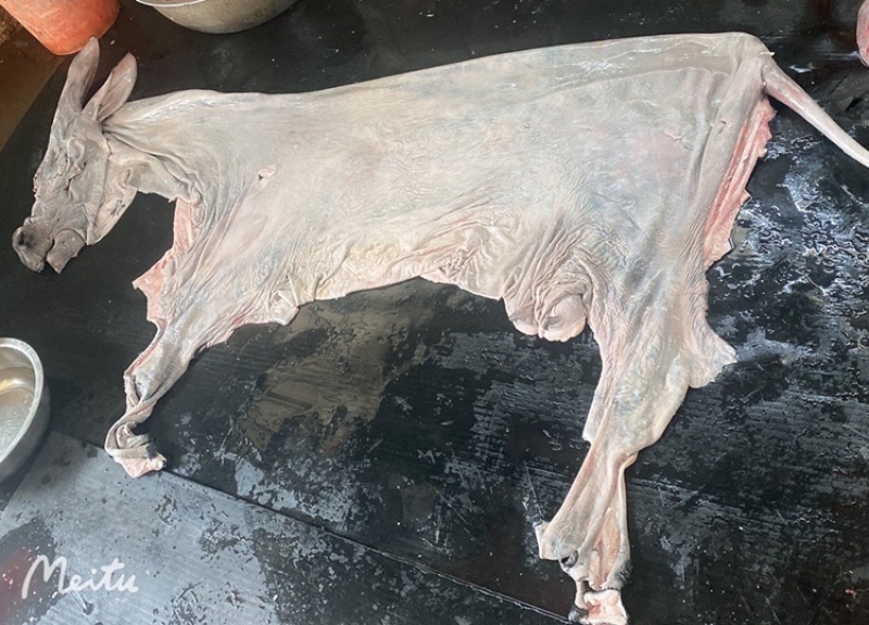 整张纯驴皮带耳朵尾巴去毛烫毛驴皮新鲜厂家直发