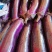 【热卖】长茄子大量上市产地直供各种包装{超市、电商市场}