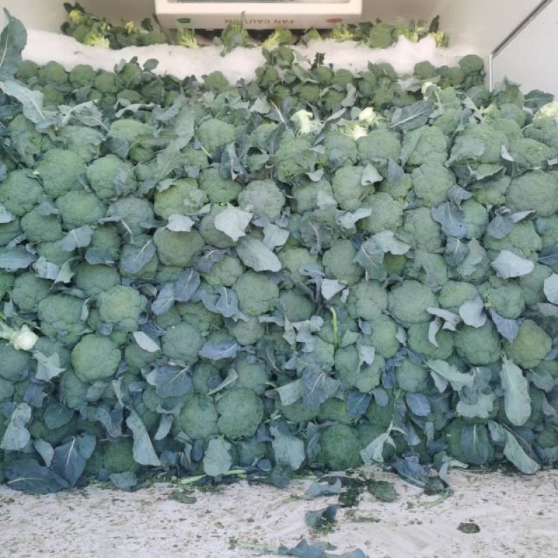 精品西兰花，产地发货，一手货源，量大从优，欢迎致电