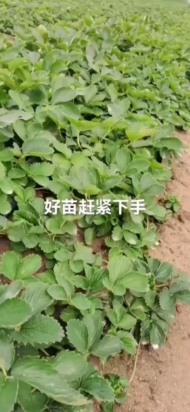脱毒红颜草莓苗，章姬妙香法兰地宁玉品种保证顺丰航空包邮