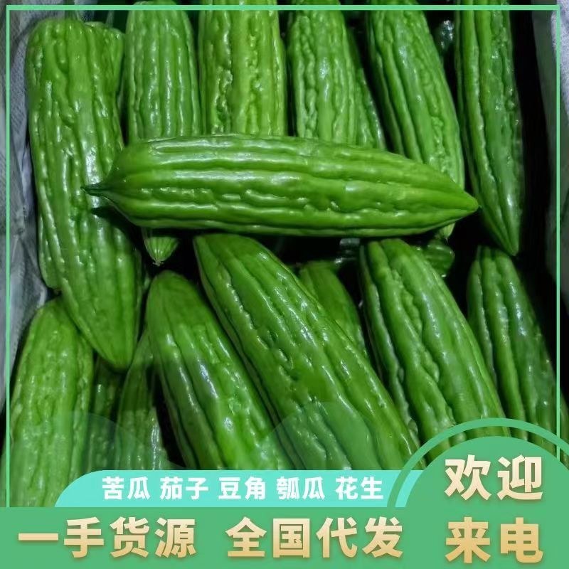 【优选】新苗苦瓜大量上市，现摘现发，质量保证，欢迎订购