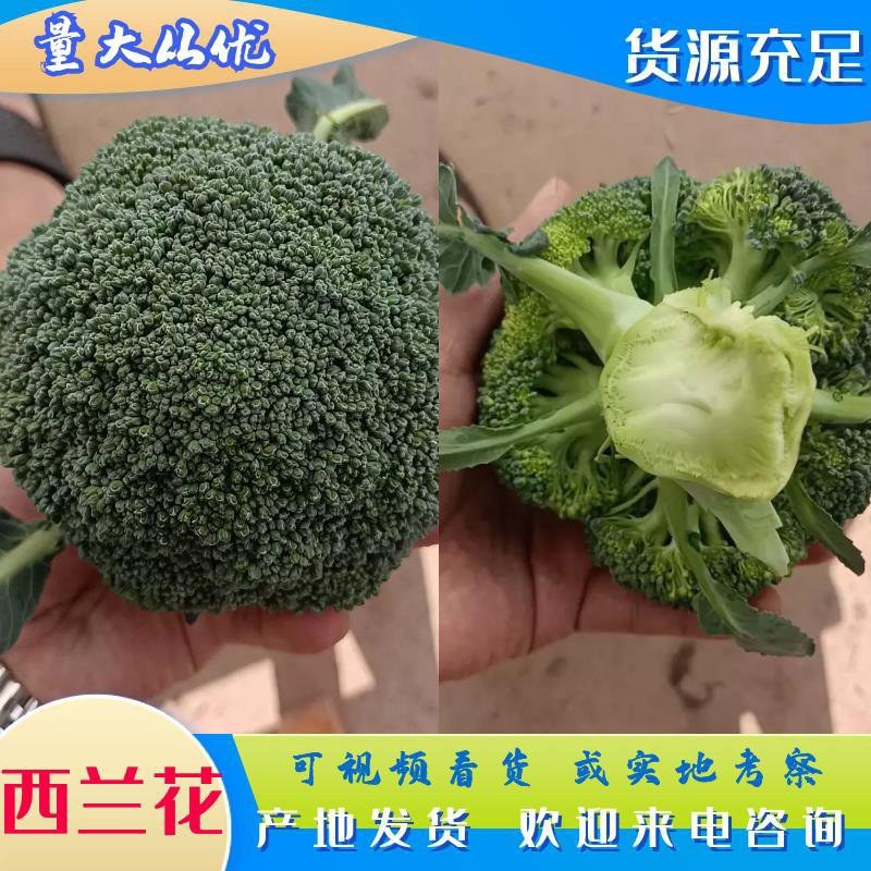 精品西兰花，产地发货，一手货源，量大从优，欢迎致电