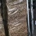 茶树菇14cm