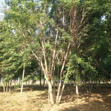 乔木灌木丛生各种规格树种