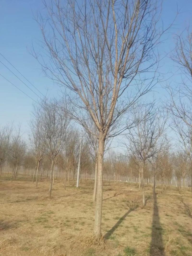 乔木灌木丛生各种规格树种