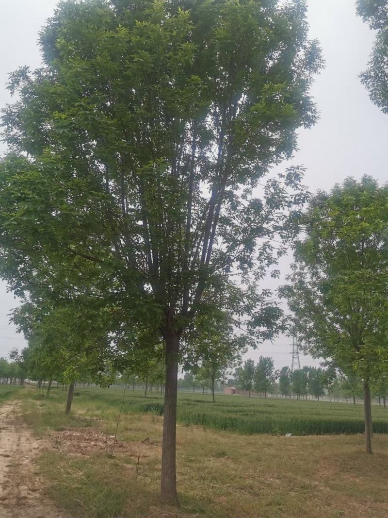 乔木灌木丛生各种规格树种