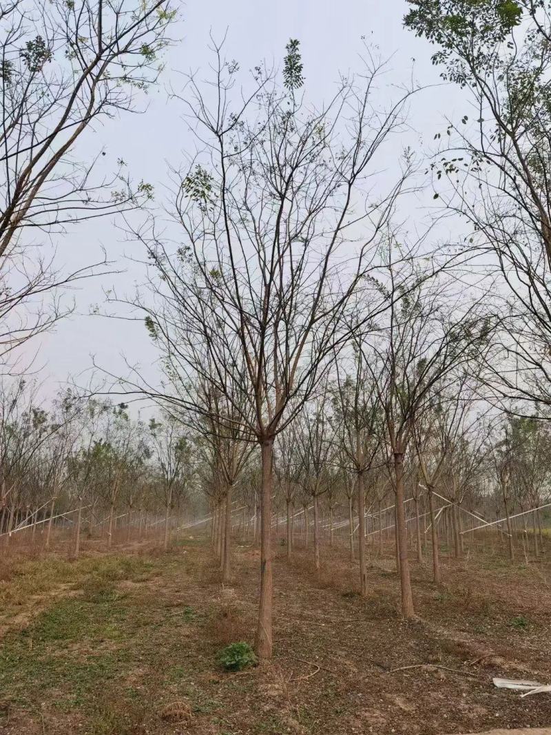乔木灌木丛生各种规格树种