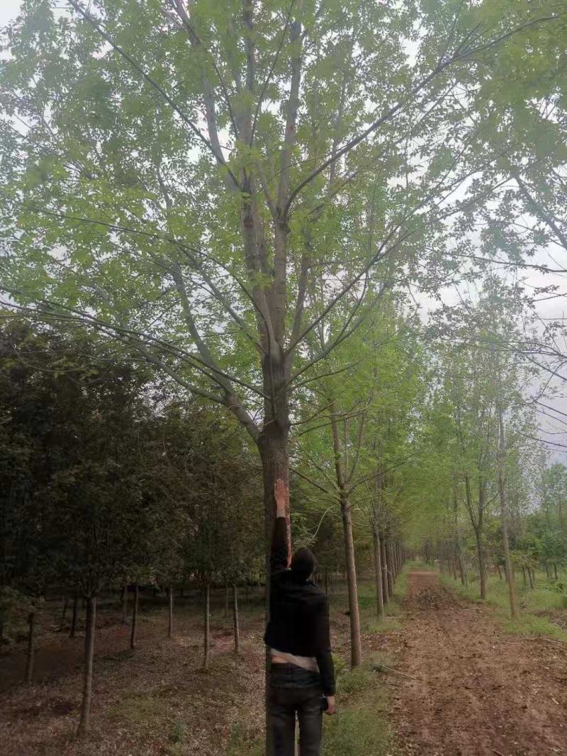 乔木灌木丛生各种规格树种