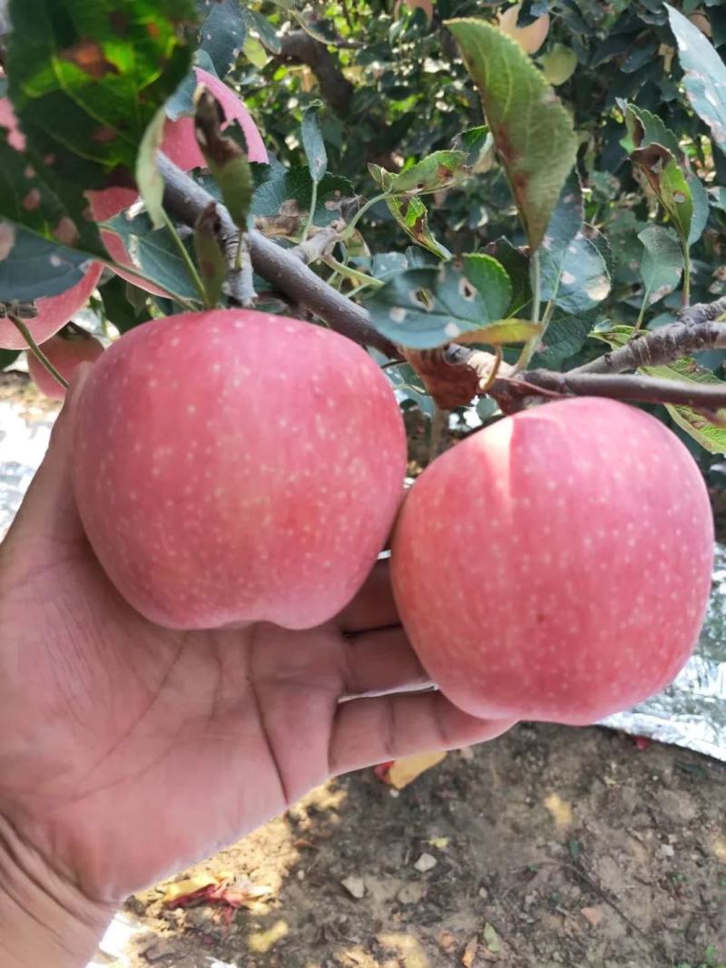 好货苹果沂蒙山中秋王红星苹果大量供应优质货源