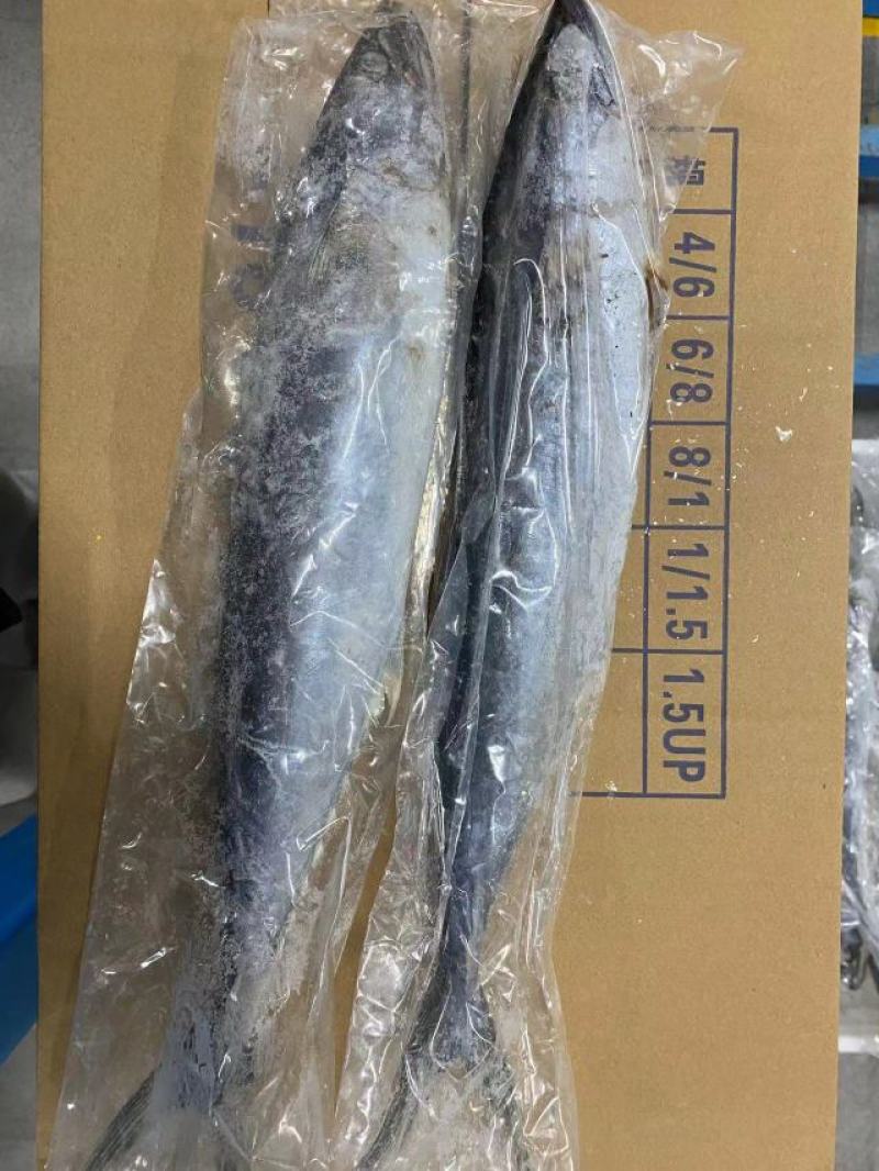 鲅鱼*燕鲅鱼渤海湾大鲅鱼