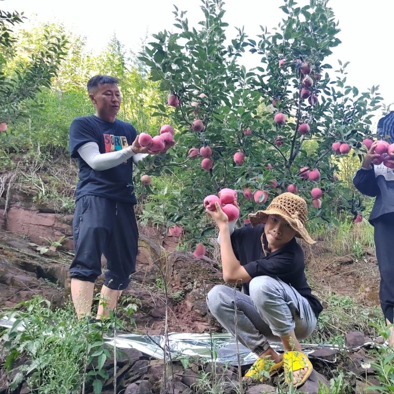 各位老板好，昭通市昭阳区，星红星苹果己上市有需要的请联系