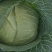 优质包菜，全国走货