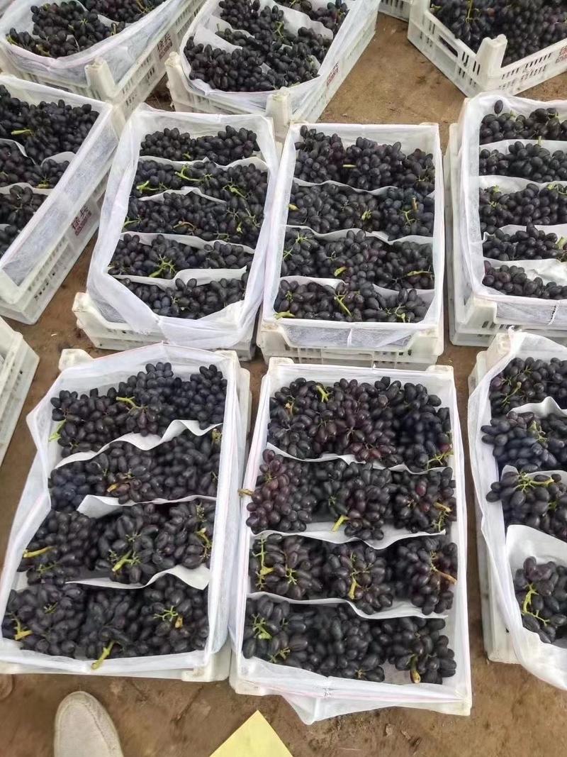 河北精品紫甜无核A17葡萄果园直发价格美丽欢迎来电