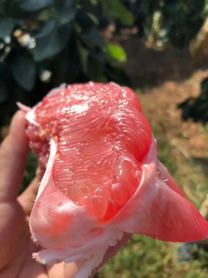 红肉蜜柚三红蜜柚产地直供！欢迎实地考察