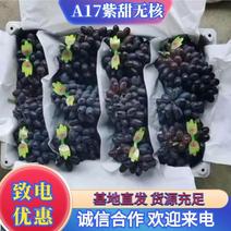 河北精品紫甜无核A17葡萄果园直发价格美丽欢迎来电