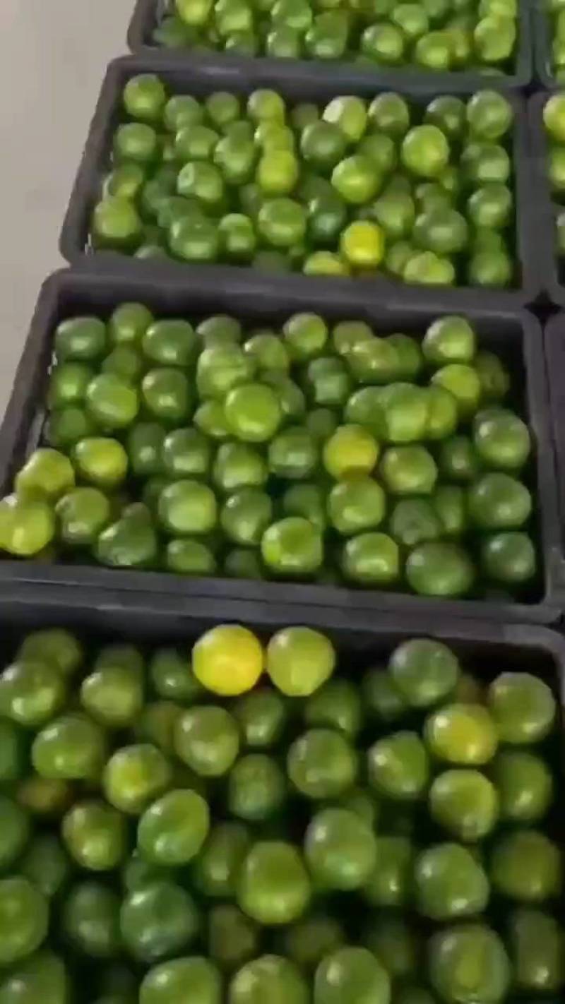 精品云南蜜橘高山早熟蜜橘特早蜜橘一手货源诚信经营