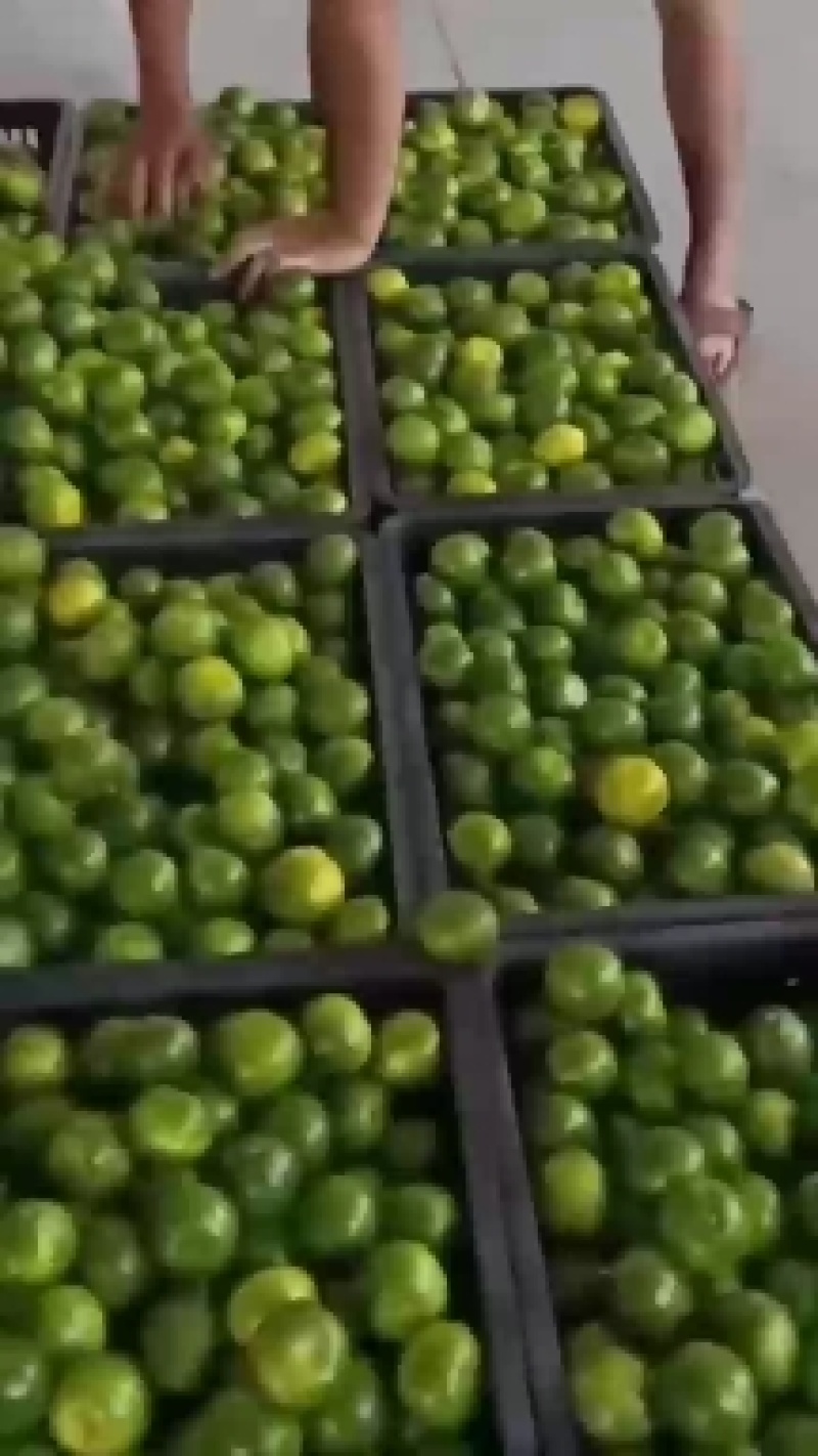 精品云南蜜橘高山早熟蜜橘特早蜜橘一手货源诚信经营