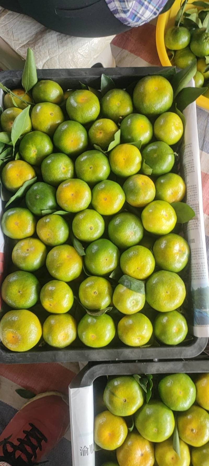 精品云南蜜橘高山早熟蜜橘特早蜜橘一手货源诚信经营