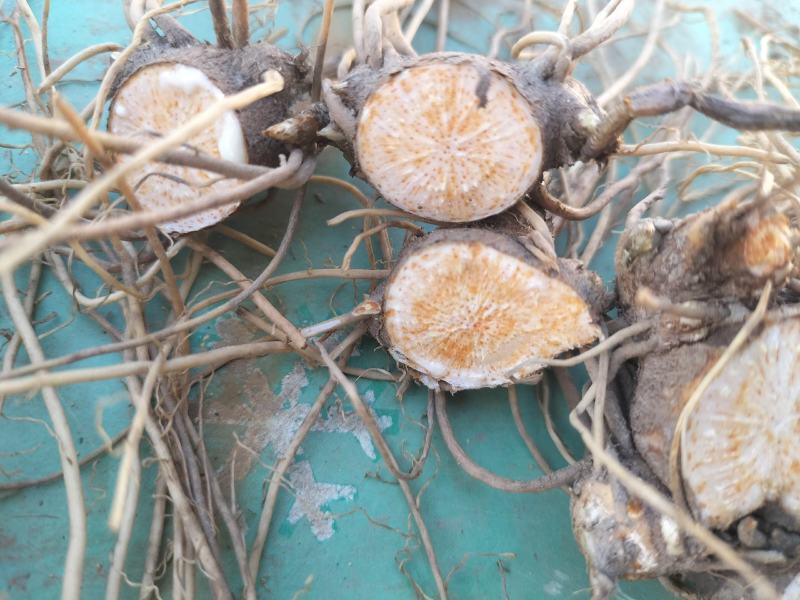 北苍术朱砂点二年种苗手工除草无药害残留提供技术指导