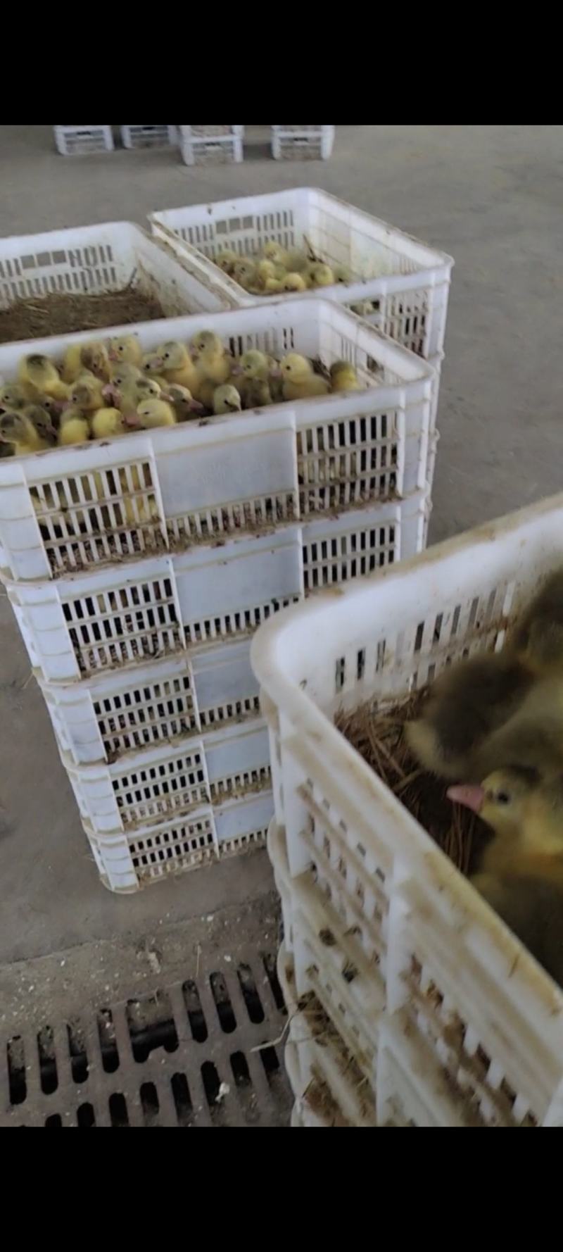 蛋三花鹅苗泰州杂交鹅苗皖西杂交鹅苗霍尔多巴鹅苗灰鹅雏