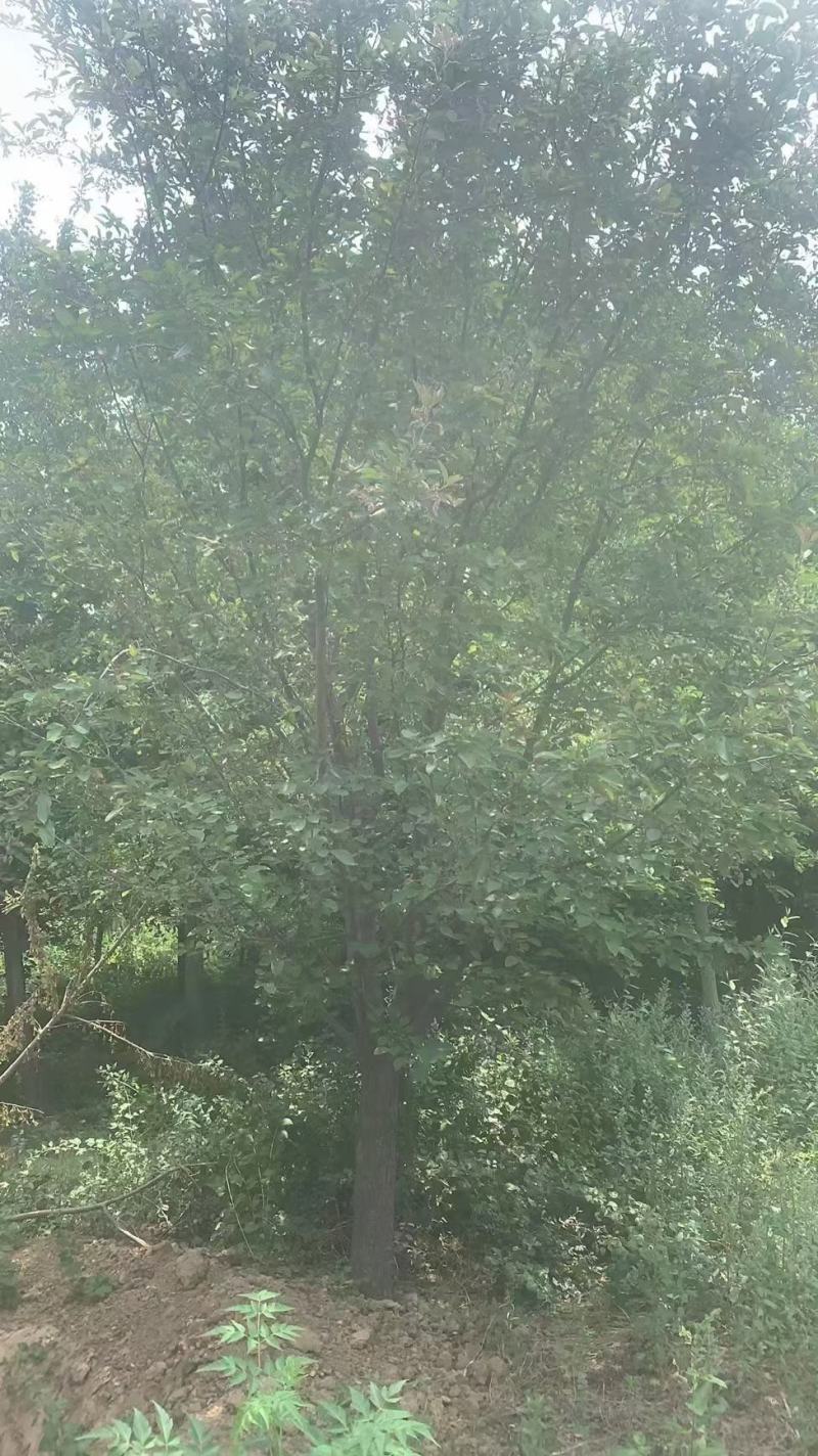 绚丽海棠