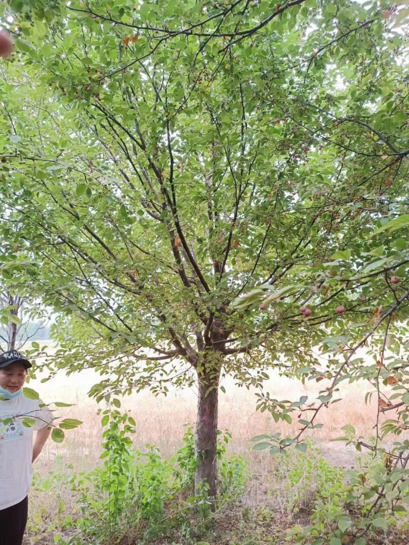 绚丽海棠