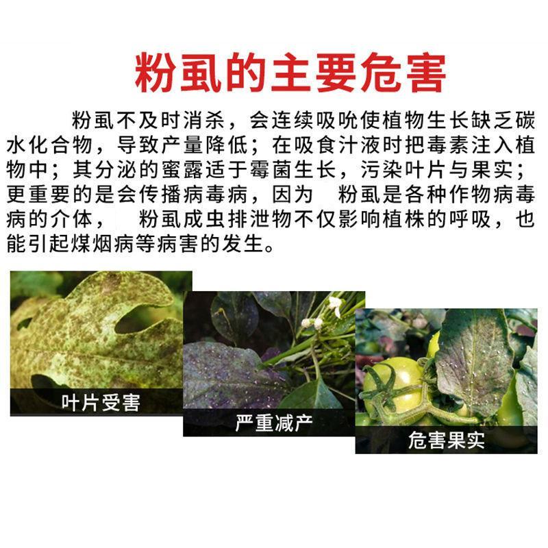 烯啶虫胺飞虱粉虱西红柿辣椒茄子黄瓜粉虱杀虫剂