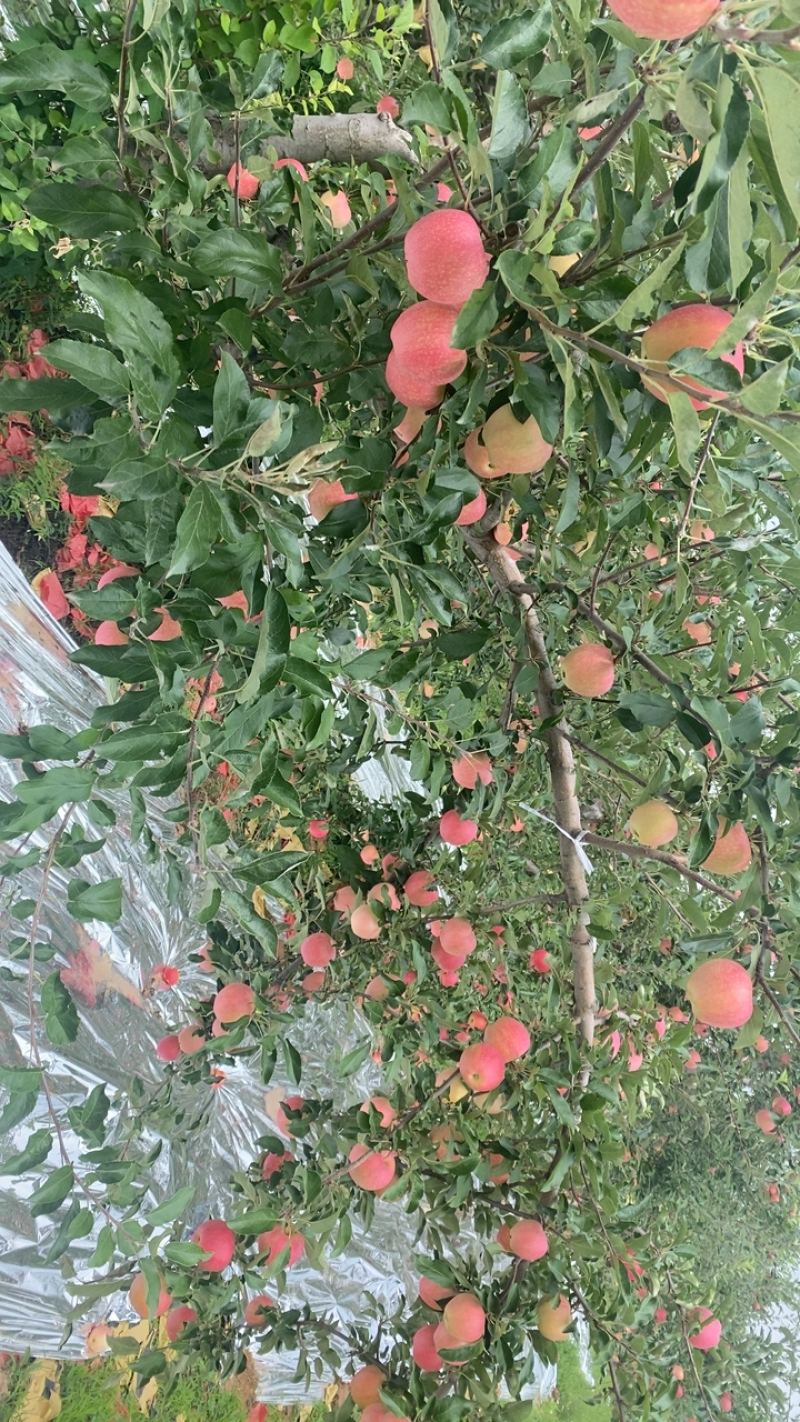 山西临汾吉县嘎啦苹果，大量上市，按需做货，提供包