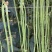 油白豆角种子美星162肉质厚颜色嫩绿结荚密