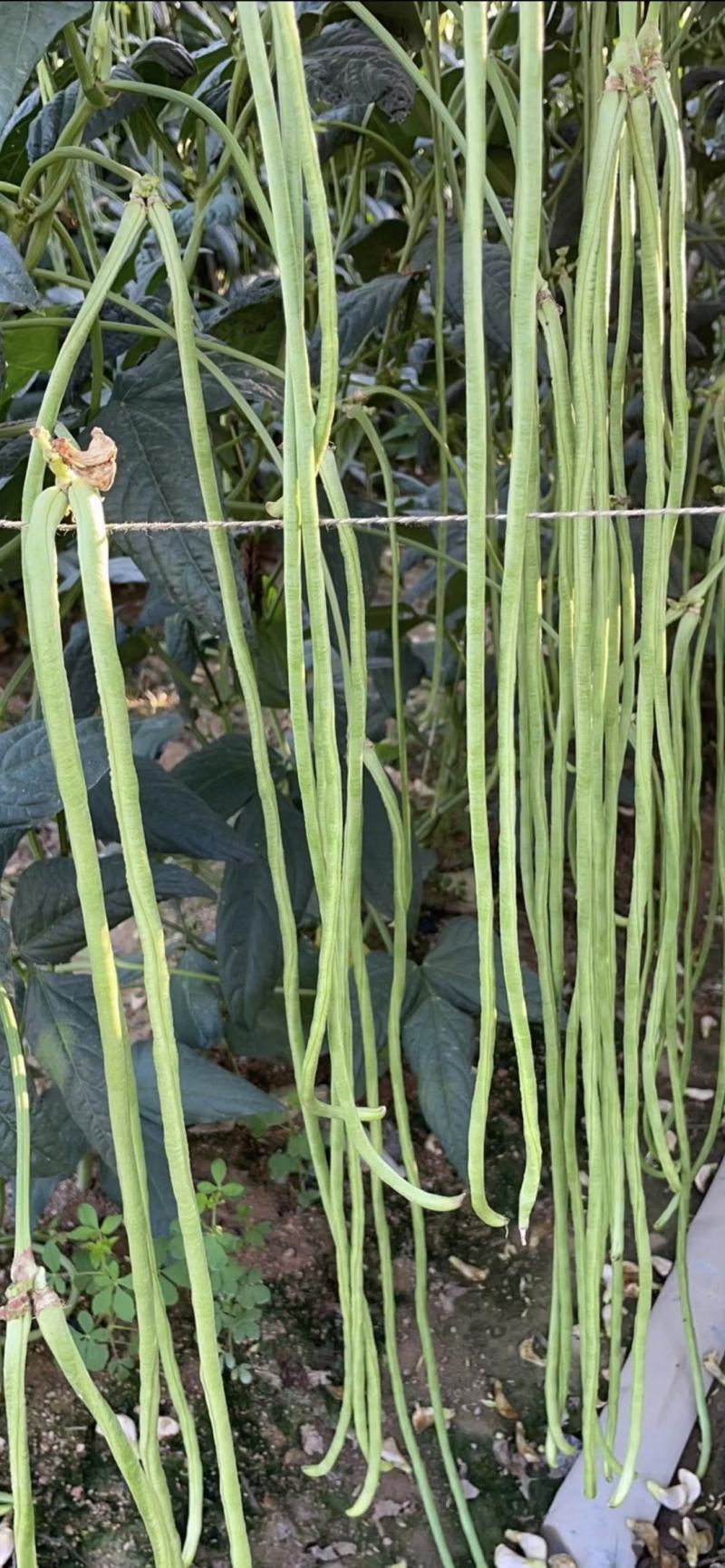 油白豆角种子美星162肉质厚颜色嫩绿结荚密