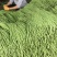 油白豆角种子美星162肉质厚颜色嫩绿结荚密