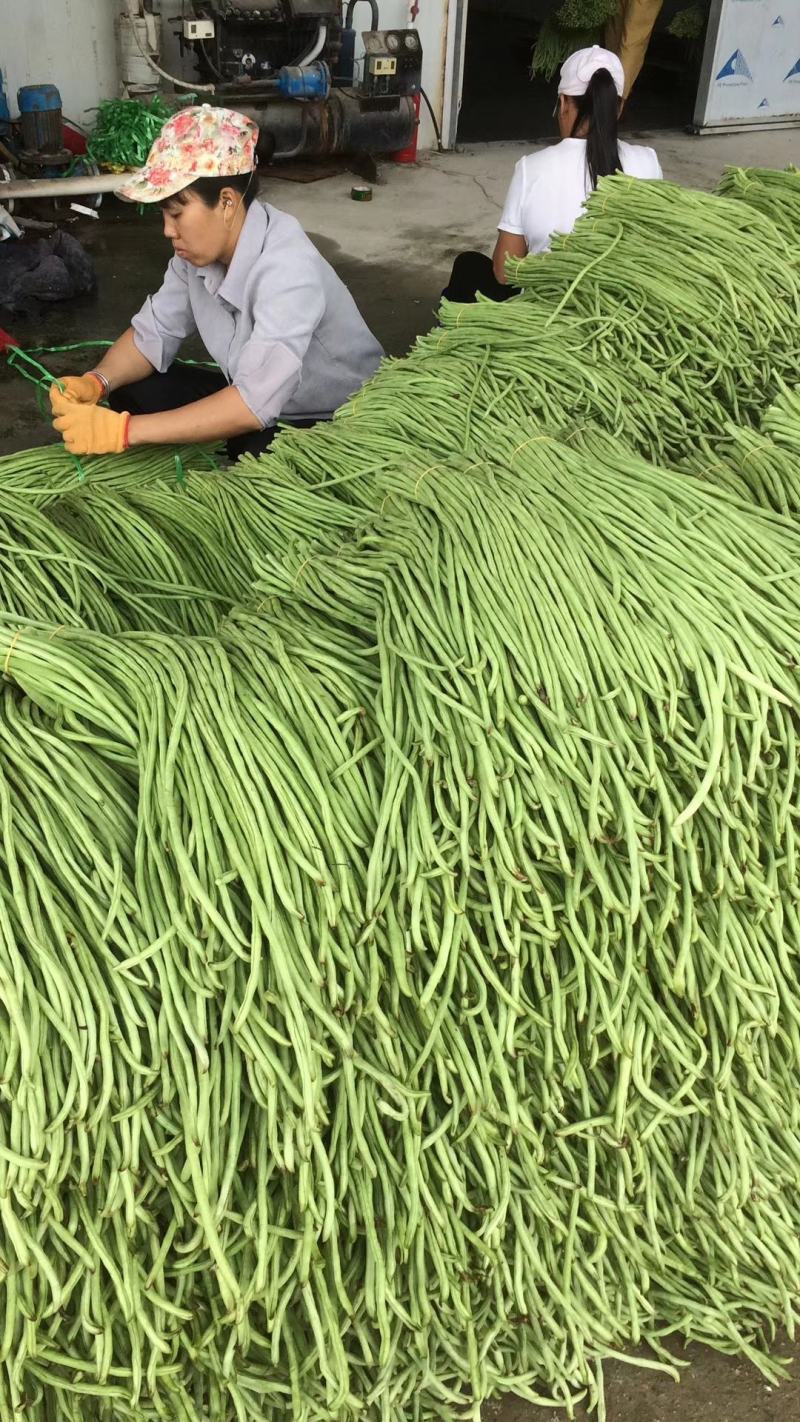 油白豆角种子美星162肉质厚颜色嫩绿结荚密