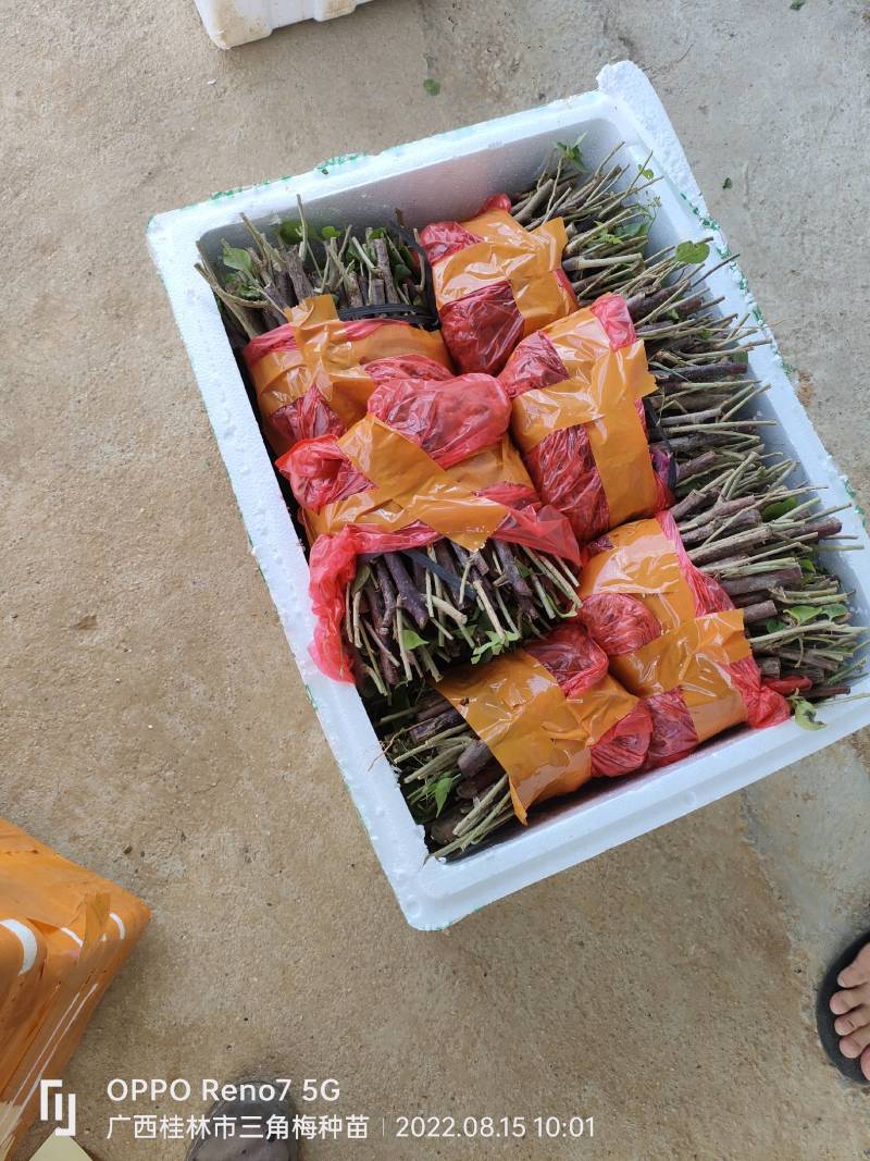 三角梅种苗小苗地苗红花紫花
