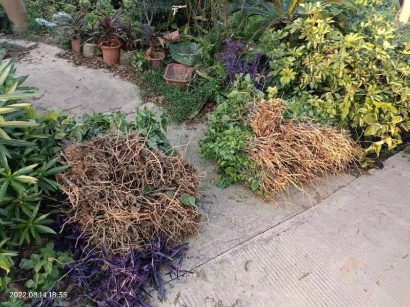 三角梅种苗小苗地苗红花紫花