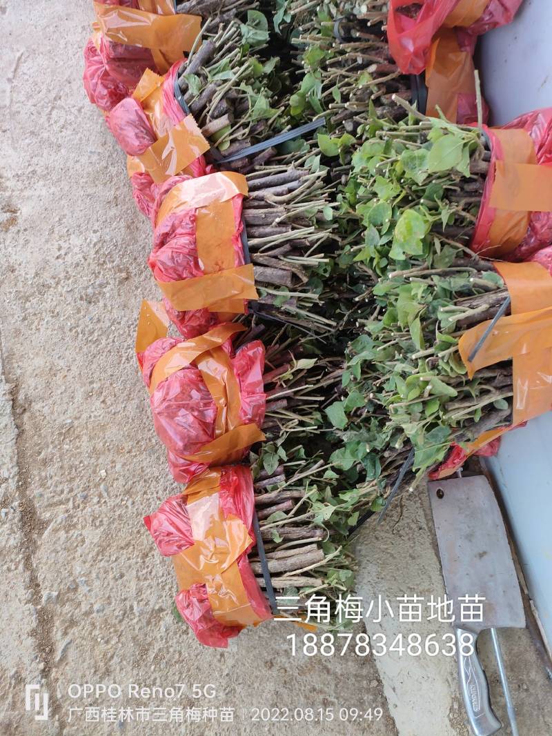 三角梅种苗小苗地苗红花紫花