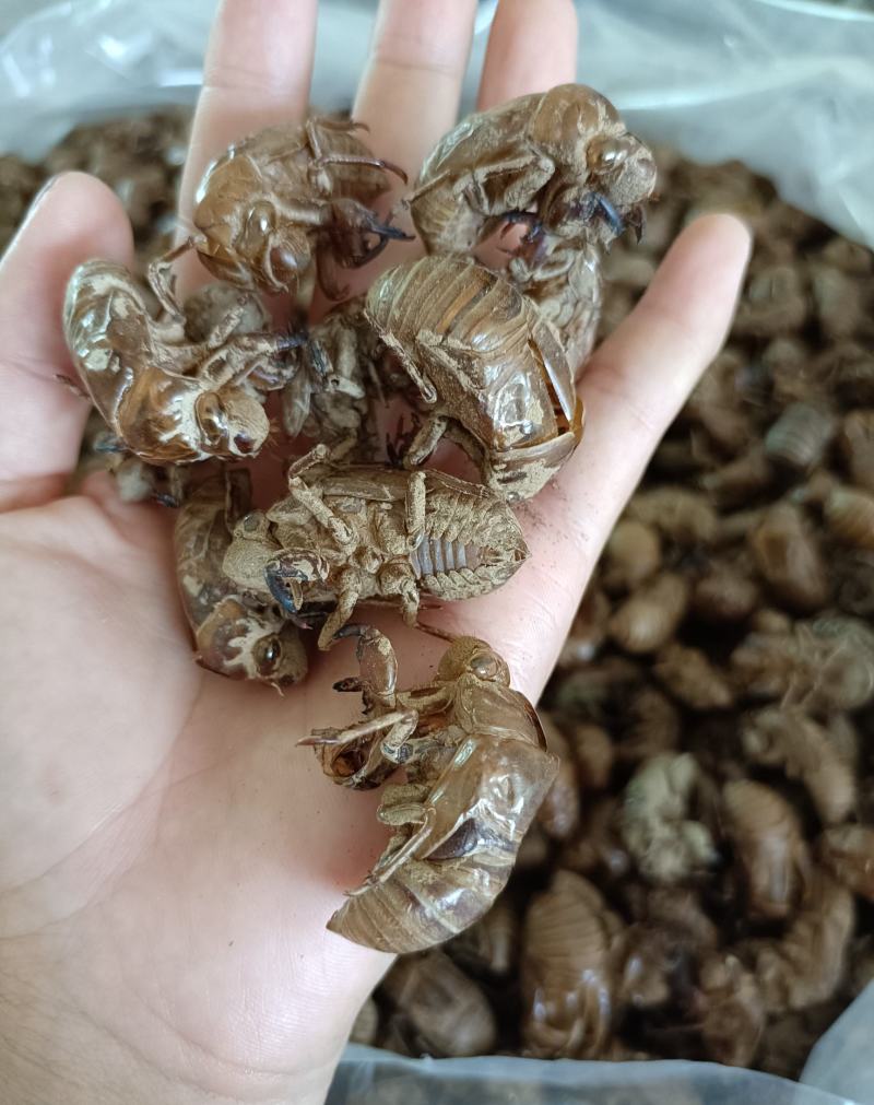 蝉蜕沙地，色泽靓丽，无杂无小蜕