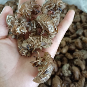 蝉蜕沙地，色泽靓丽，无杂无小蜕
