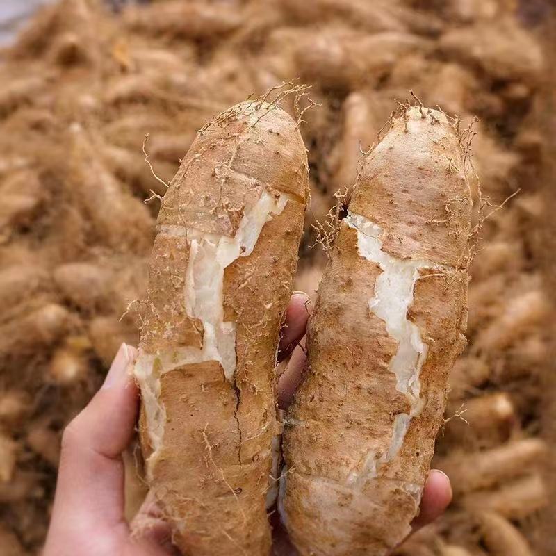 毛薯，甜薯