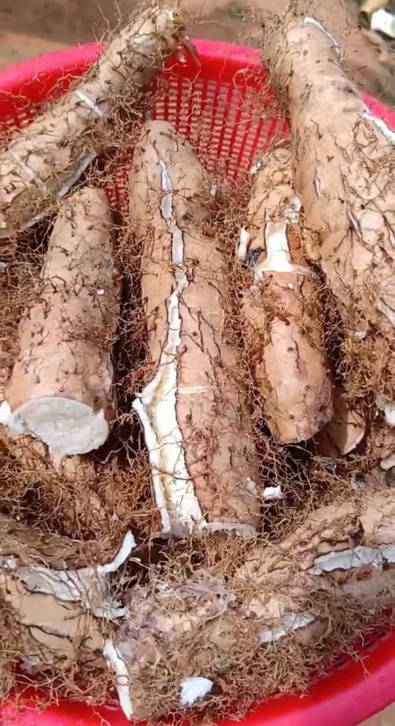毛薯，甜薯