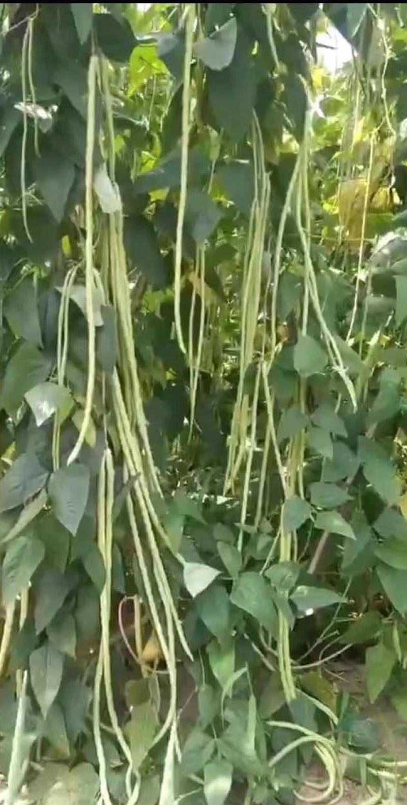 油白豆角种子美星162肉质厚颜色嫩绿结荚密