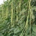 油白豆角种子美星162肉质厚颜色嫩绿结荚密