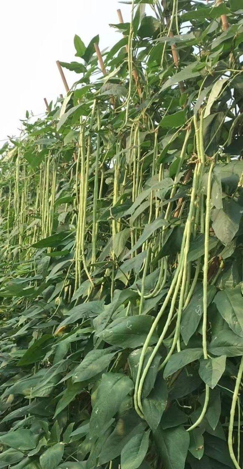 油白豆角种子美星162肉质厚颜色嫩绿结荚密