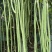 油白豆角种子美星162肉质厚颜色嫩绿结荚密