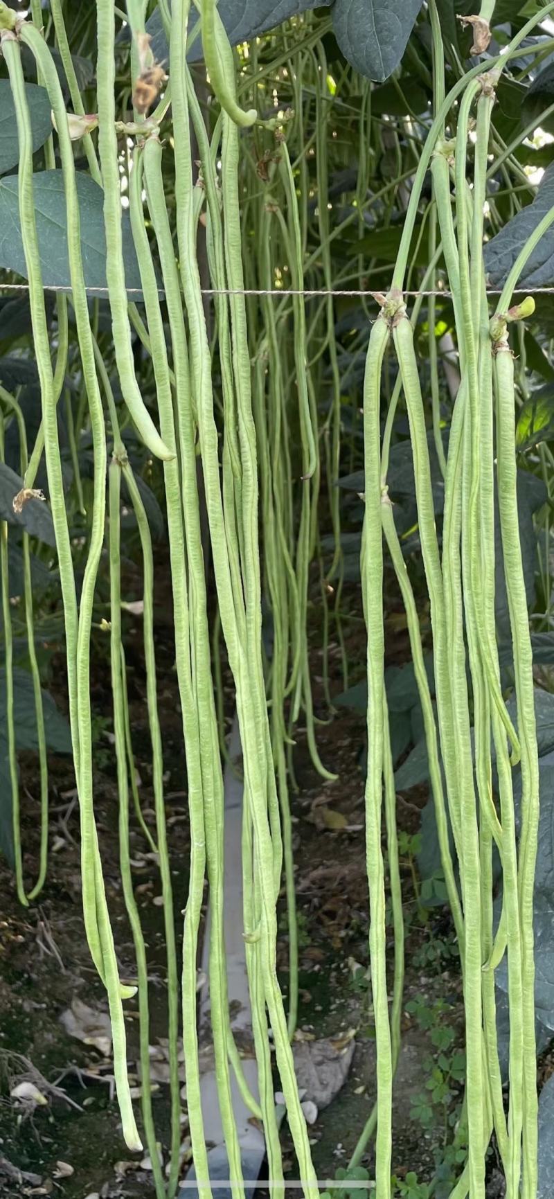 油白豆角种子美星162肉质厚颜色嫩绿结荚密
