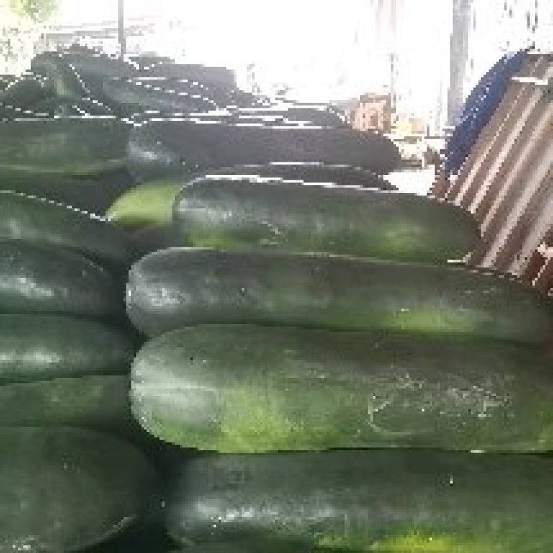 广西南宁西乡塘黑冬瓜条型好肉质好基地直供量大从优