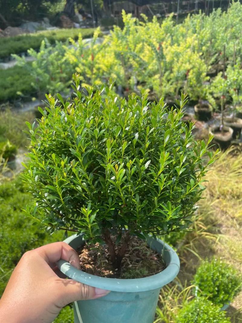 赤楠