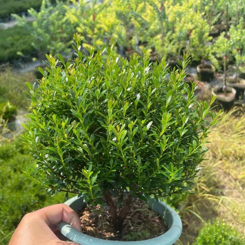 赤楠